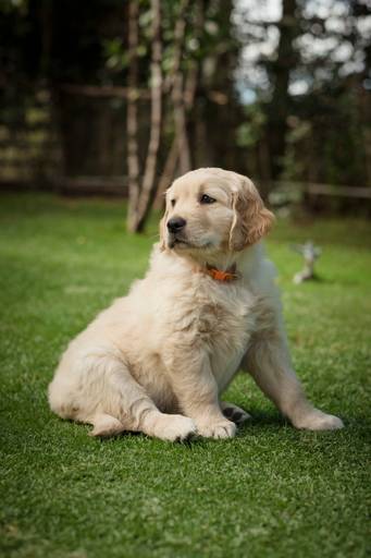 Fotografia de mascotas, perros, La Paz Bolivia