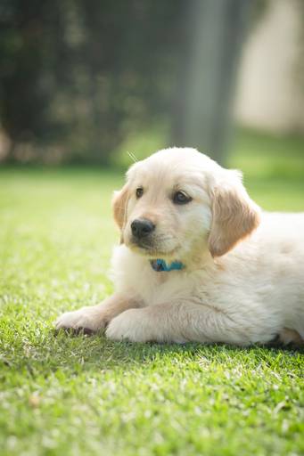 Fotografia de mascotas, perros, La Paz Bolivia