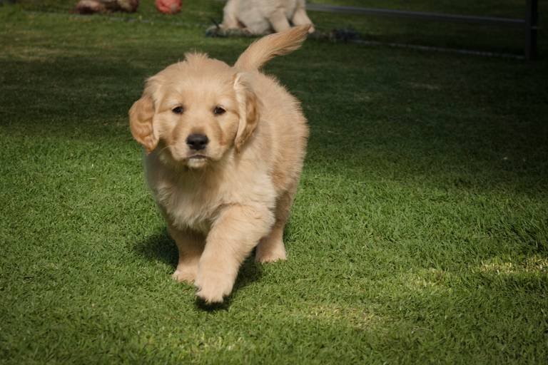 Fotografia de mascotas, perros, La Paz Bolivia