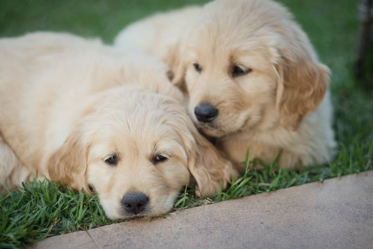 Fotografia de mascotas, perros, La Paz Bolivia
