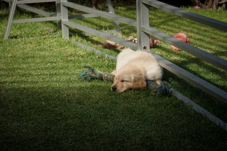 Fotografia de mascotas, perros, La Paz Bolivia