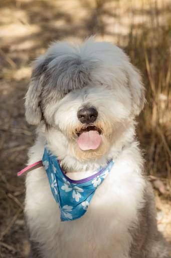 Fotografia de mascotas, perros, La Paz Bolivia