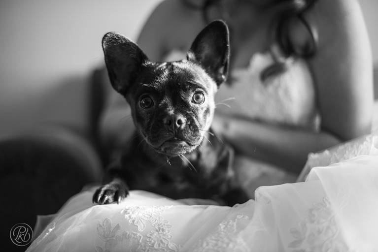 Fotografia de Bodas La Paz Bolivia mascotas Wedding Photography 