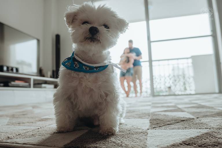 Ensaio fotografico gestante fotos em estudio e em casa pela fotografa premiada nayara andrade de santos litoral de sao paulo fotos com arte criatividade e naturais com amor e emoçao foto para gravidas pae e mae inspiracao ensaio gestante