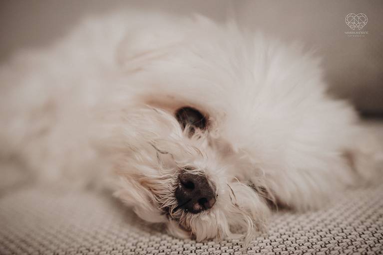 Fotografia de recem nascido new born em santos litoral de sao paulo com a fotografa nayara andrade premiada no oscar da fotografia como documental de familia fotos de familia com arte luz e sensibilidade 