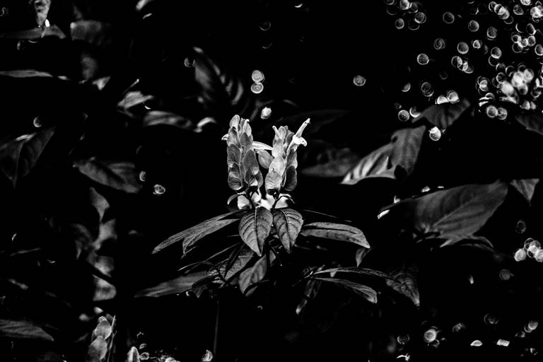 Série | Natureza Gráfica em PB