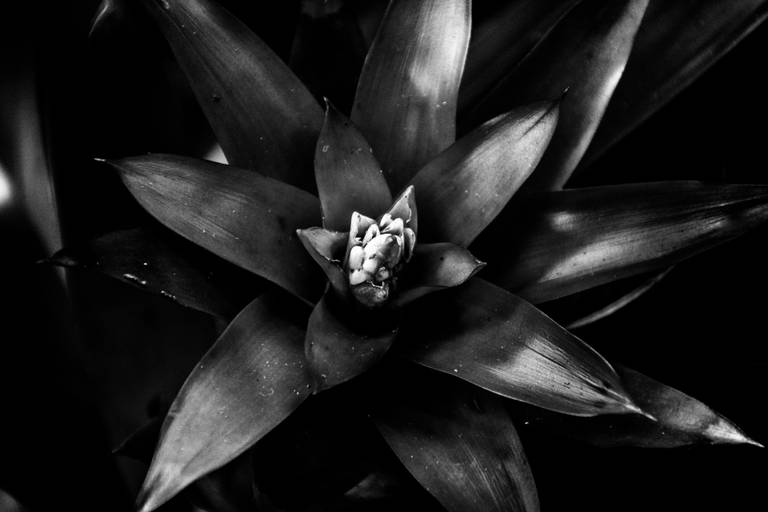 Série | Natureza Gráfica em PB
