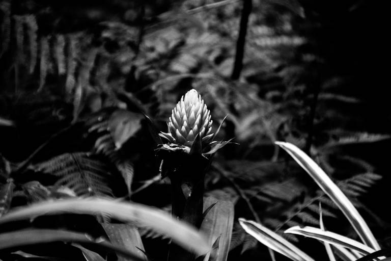 Série | Natureza Gráfica em PB