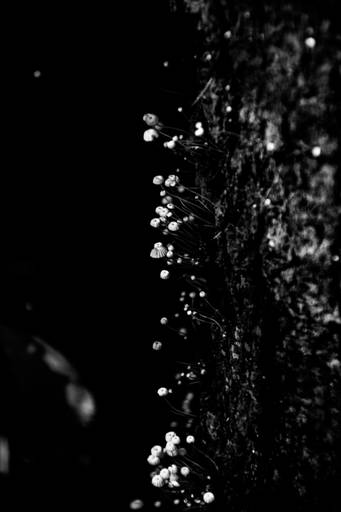 Série | Natureza Gráfica em PB