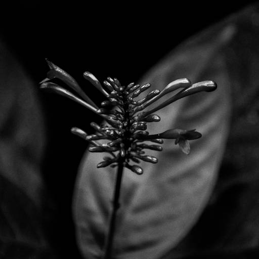 Série | Natureza Gráfica em PB