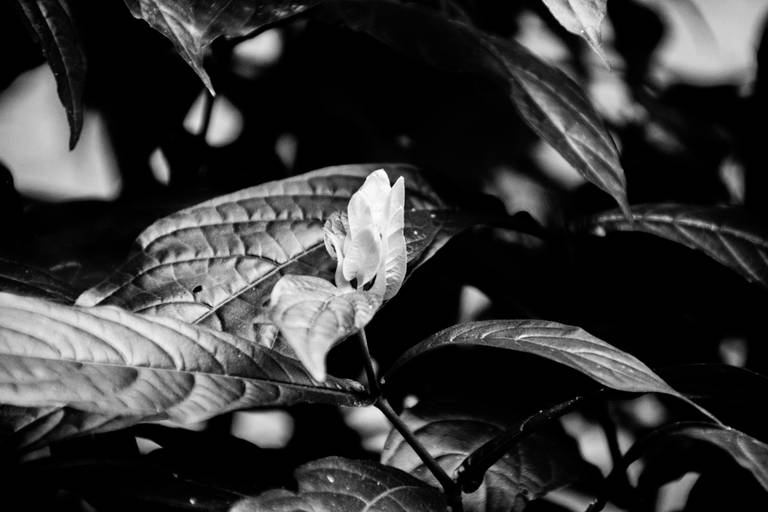 Série | Natureza Gráfica em PB