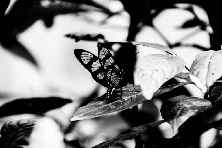 Série | Natureza Gráfica em PB