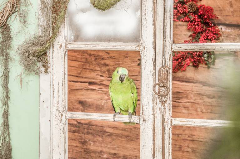 fotografo de pets blumenau