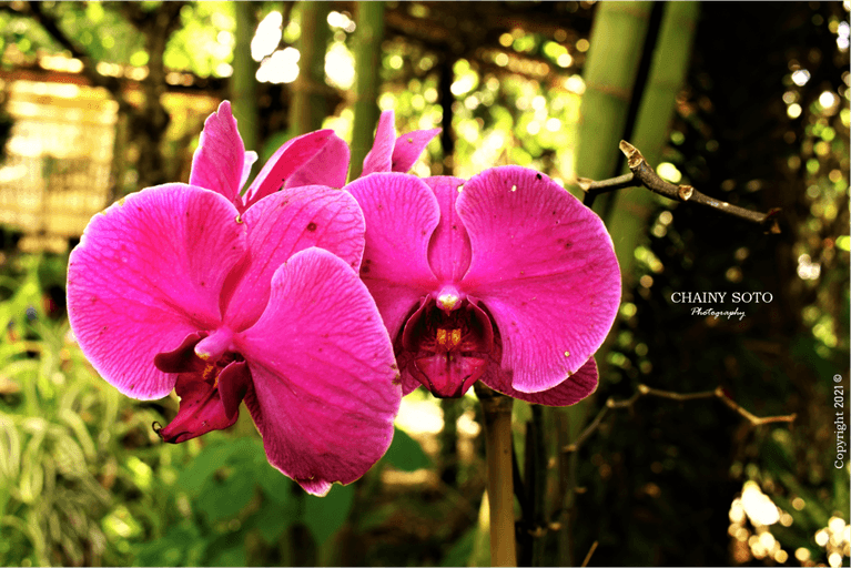 Las orquídeas rosadas, similares a las mariposas de nácar, son la principal característica única de este representante de la phalaenopsis. En un pedúnculo largo, un color púrpura oscuro de hasta 25-30 cm de largo crece hasta quince flores de color rosa 