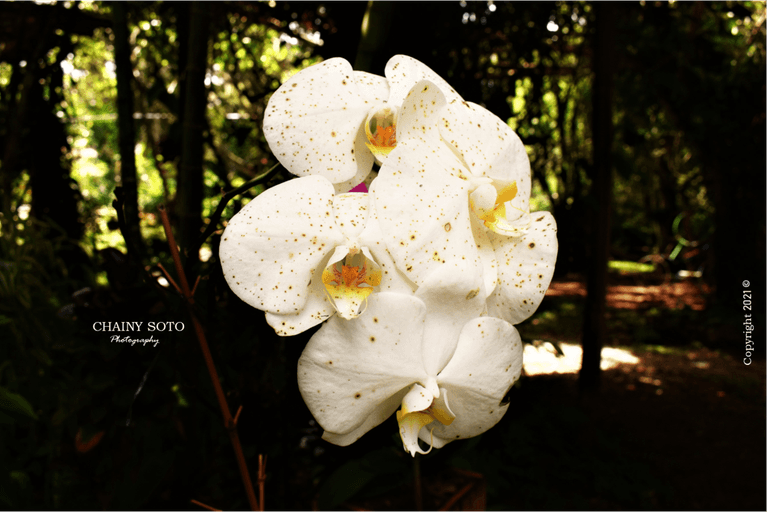 ORQUIDEA BLANCA