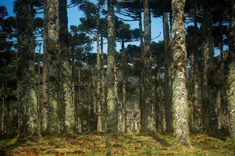 A belíssima mata de araucárias.
Por Milton E. Menezes