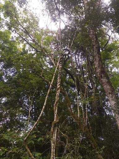 Paisagem nativa, repleta de macacos