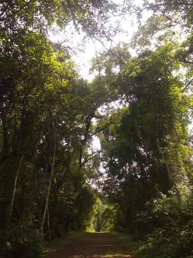 Mata e macacos heheheh