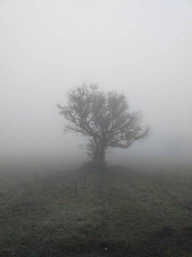 Muita Neblina