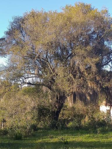 Flora característica