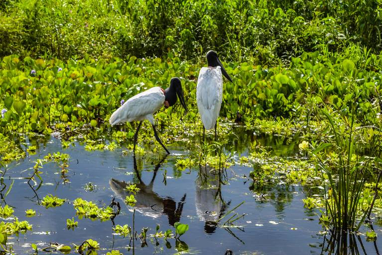 Tuiuiu, Cicloturismo no Pantanal Sul - Henrique Drobnievski