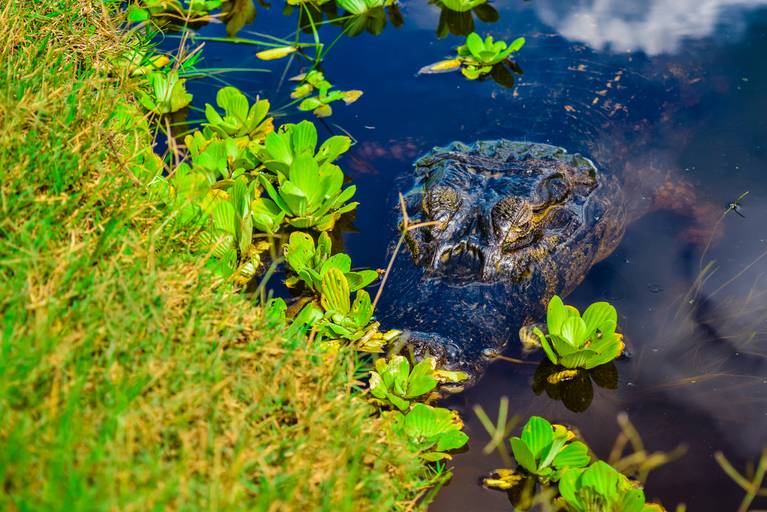 Jacaré, Cicloturismo no Pantanal Sul - Henrique Drobnievski