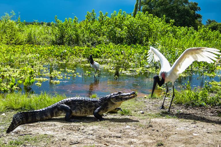 Jacaré, Cicloturismo no Pantanal Sul - Henrique Drobnievski