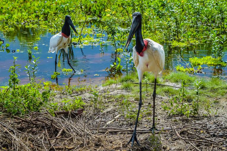 Tuiuiu, Cicloturismo no Pantanal Sul - Henrique Drobnievski
