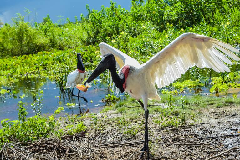 Tuiuiu, Cicloturismo no Pantanal Sul - Henrique Drobnievski