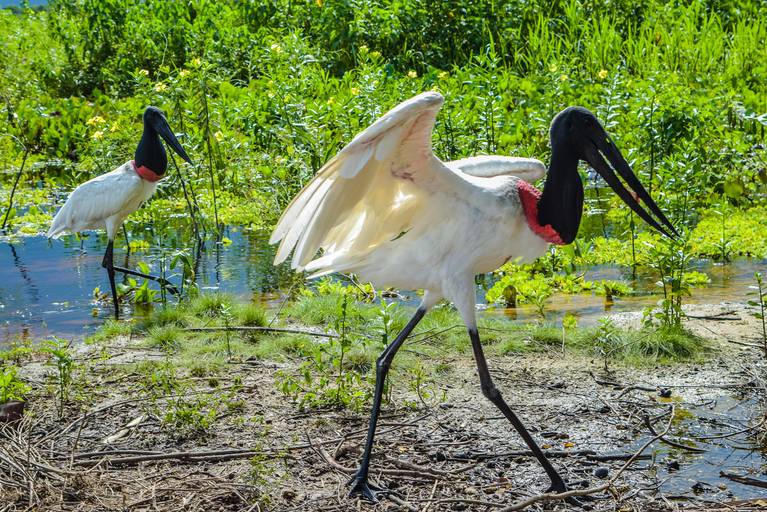 Tuiuiu, Cicloturismo no Pantanal Sul - Henrique Drobnievski