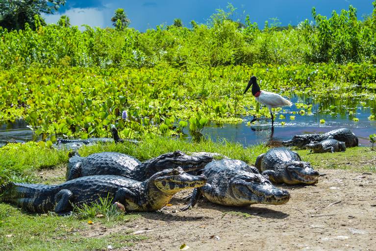 Jacaré, Cicloturismo no Pantanal Sul - Henrique Drobnievski