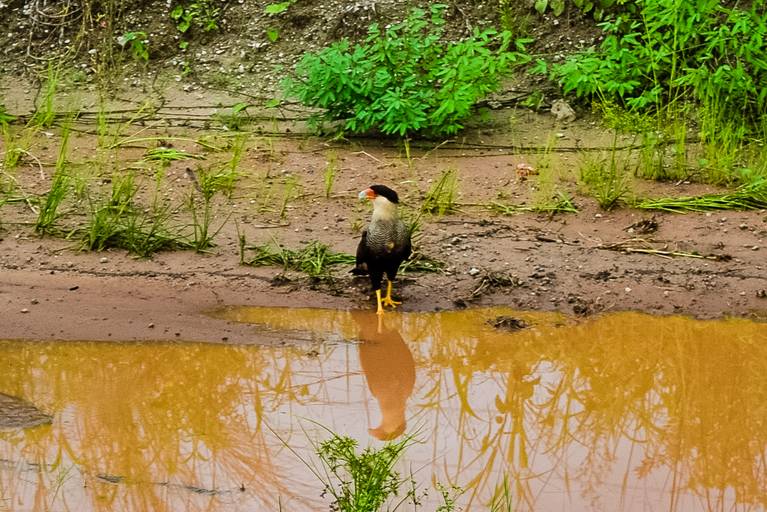 Carcará, Cicloturismo no Pantanal Sul - Henrique Drobnievski
