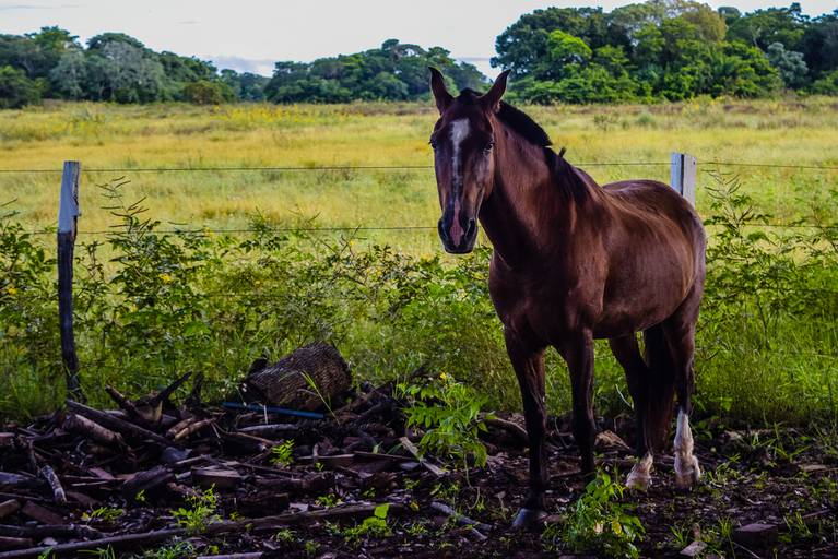 Cicloturismo no Pantanal Sul - Henrique Drobnievski