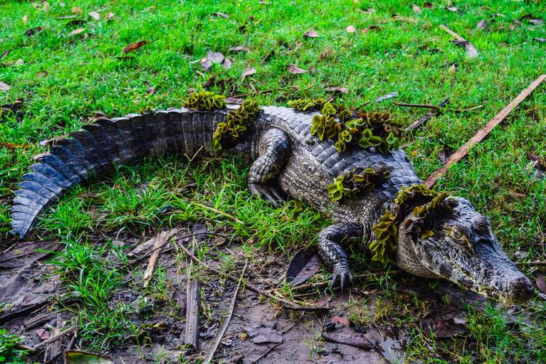 Jacaré, Cicloturismo no Pantanal Sul - Henrique Drobnievski