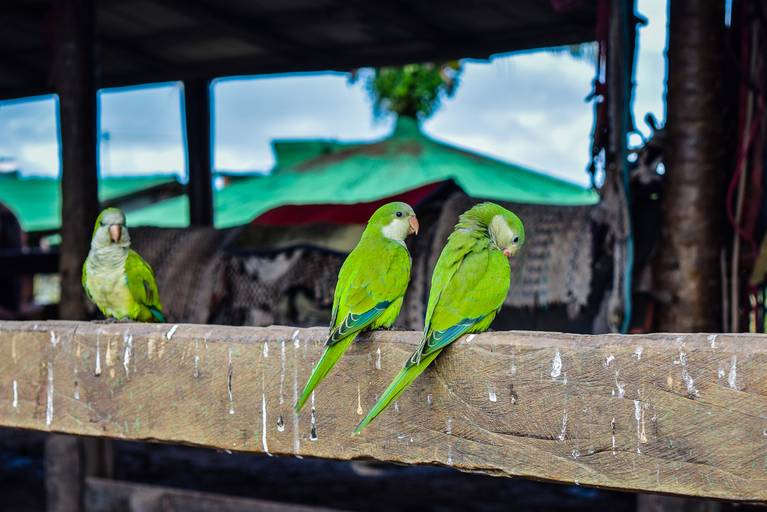 Periquito, Cicloturismo no Pantanal Sul - Henrique Drobnievski