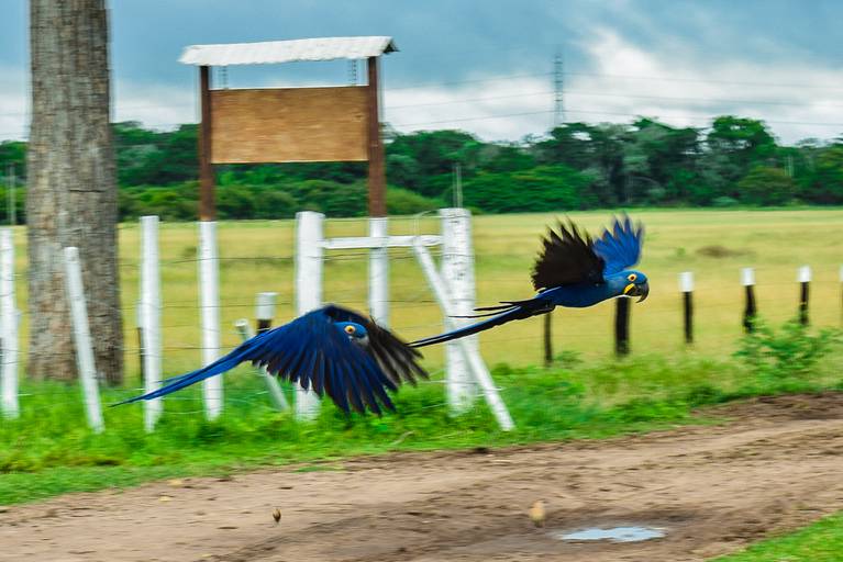 Cicloturismo no Pantanal Sul, Arara Azul - Henrique Drobnievski