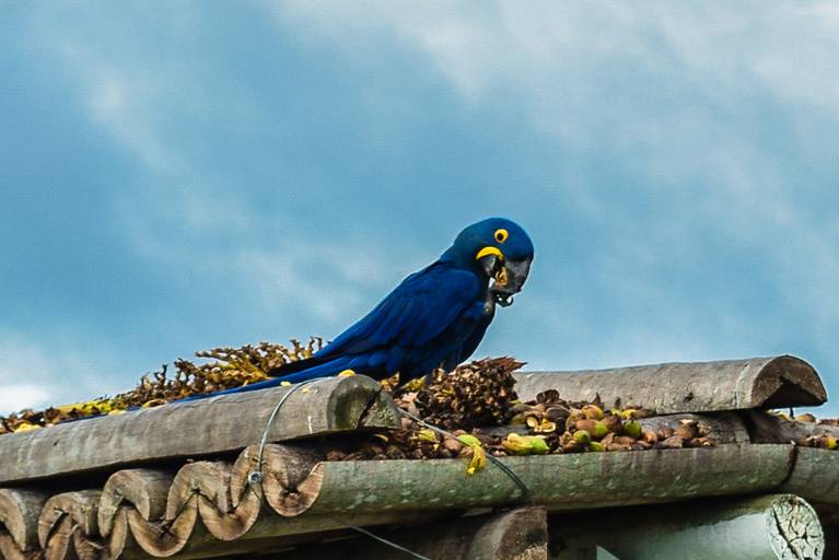Cicloturismo no Pantanal Sul, Arara Azul - Henrique Drobnievski