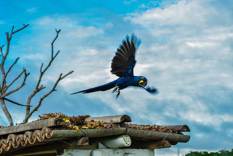 Cicloturismo no Pantanal Sul, Arara Azul - Henrique Drobnievski