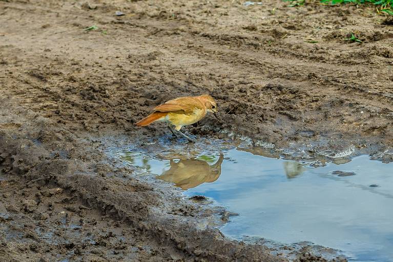 João de Barro, Cicloturismo no Pantanal Sul - Henrique Drobnievski