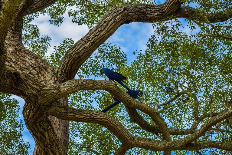 Cicloturismo no Pantanal Sul, Arara Azul - Henrique Drobnievski
