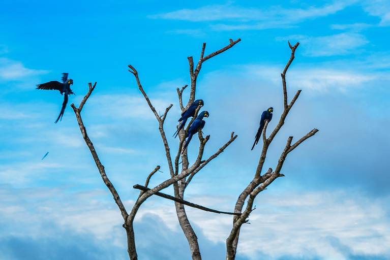 Cicloturismo no Pantanal Sul, Arara Azul - Henrique Drobnievski