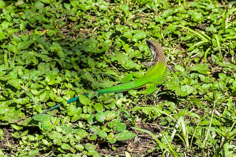 Cicloturismo no Pantanal Sul - Henrique Drobnievski