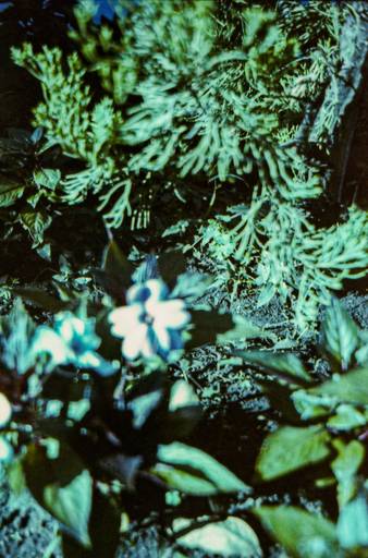 Praça Ary Coelho - Photovski Fotografia