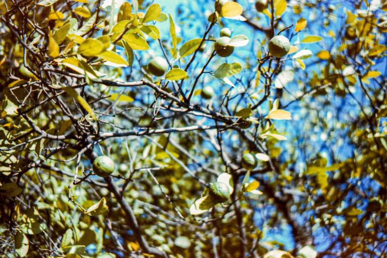 Centenário - Photovski Fotografia