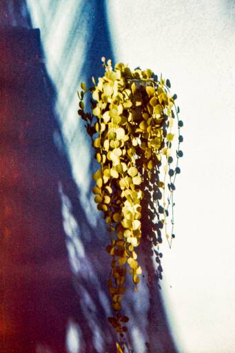 Centenário - Photovski Fotografia