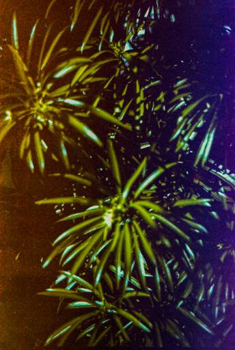 Sete de Setembro - Photovski Fotografia