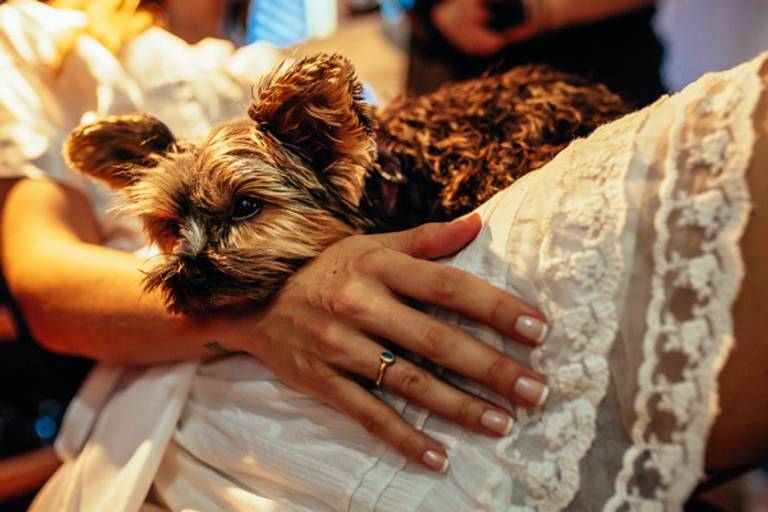 Novia con mascota. Yorkshire en la boda. Casamiento en la playa de Brasil. Foto de casamiento de Erika Fayolle
