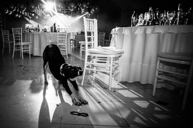Perro en el salon de fiesta en el casamiento en Venado Tuerto. Foto blanco y negro Erika Fayolle
