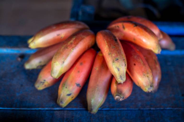 Banana Vermelha