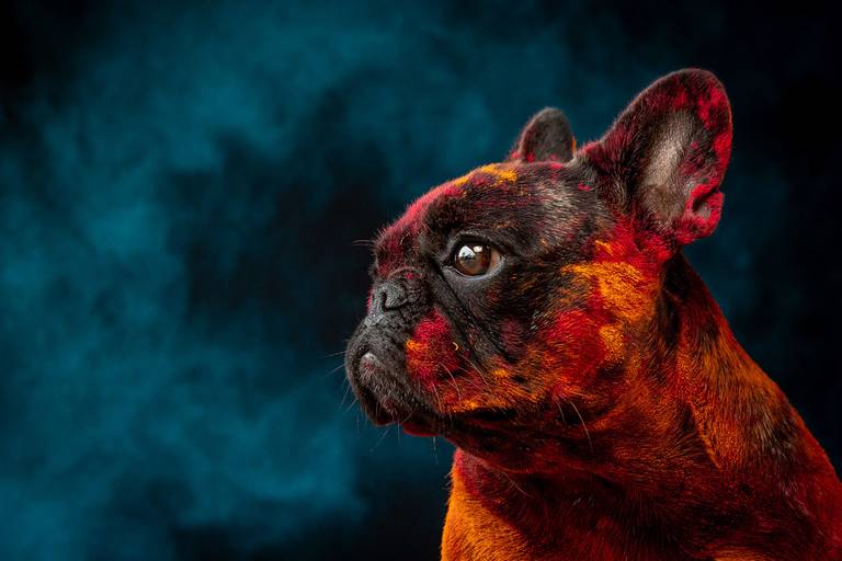 Ensaio Pets Coloridos - Two Clicks Fotografia Pet